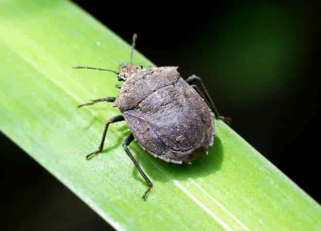 昆虫図鑑・オオクロカメムシ